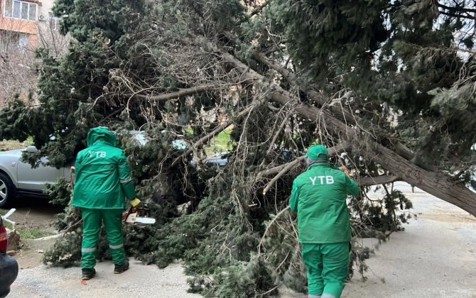 Bakıda güclü külək 40-a yaxın ağacı aşırdı - YENİLƏNİB