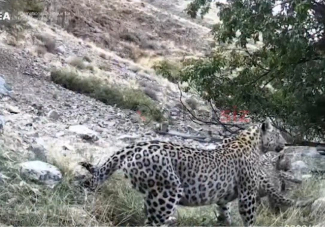 “Banu” adını verdiyimiz ana bəbir 3 balası ilə kameraya düşüb”-Vəhşi təbiətdə artım var+ÖZƏL+FOTO