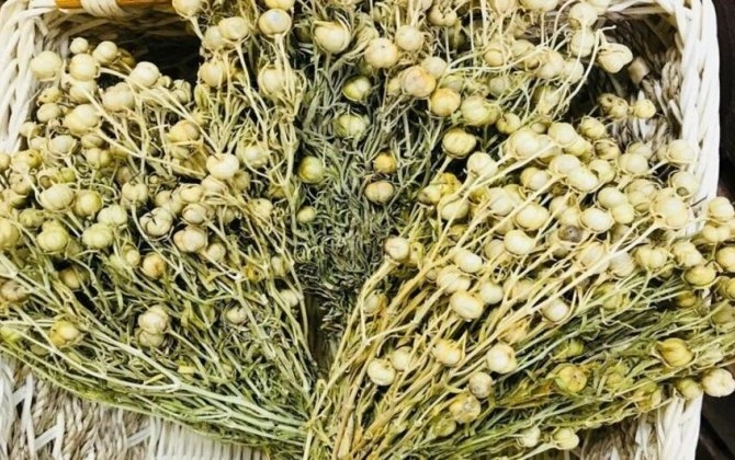 Nazirlikdən üzərlik bitkisi ilə bağlı XƏBƏRDARLIQ