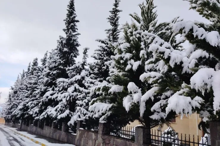 Zaqatala ağ örpəyə büründü - FOTOLAR