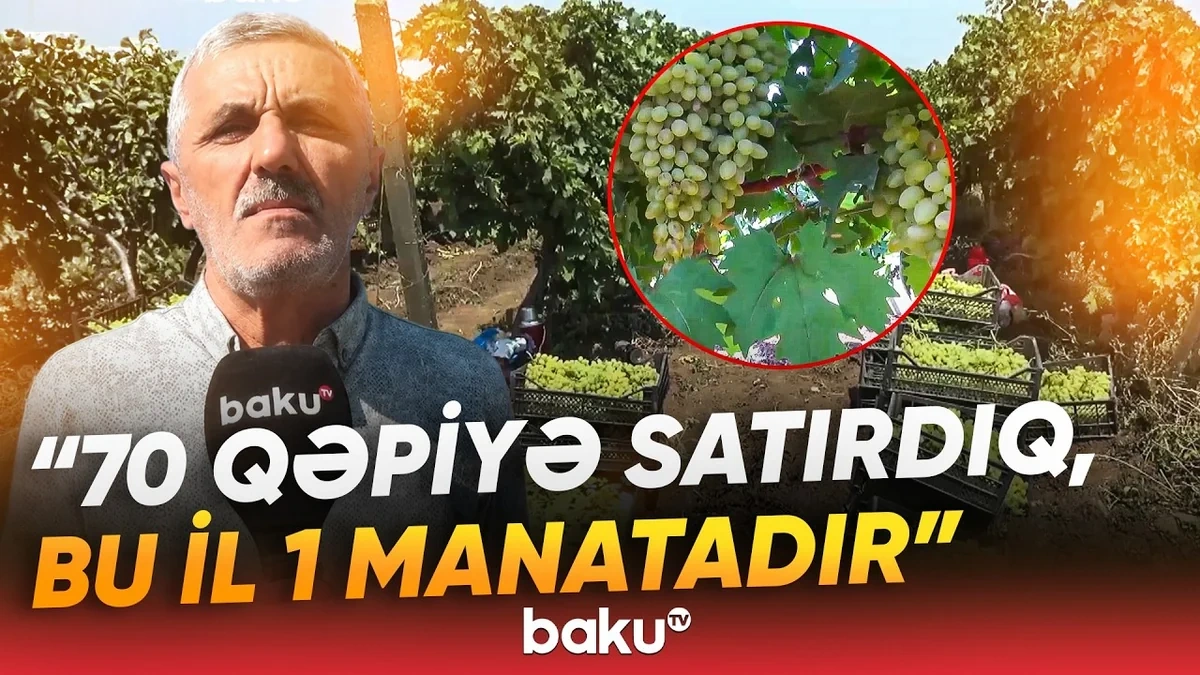 "7-8 dəfə dərman vurduq, amma təsiri olmadı" - Fermerləri çarəsiz qoyan problem nədir? - VİDEO