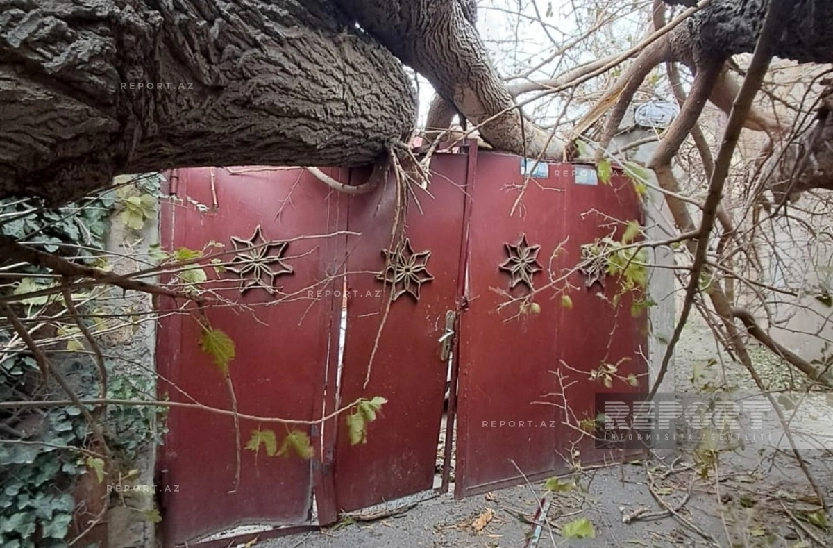 Bakıda güclü külək ağacı yüksək gərginlikli elektrik xəttinin üzərinə aşırıb - FOTO
