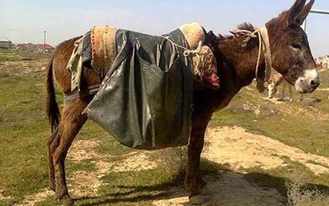 “Köhnə palan içi töküb baş qatmaqla eşşəklərimizi palçıqdan çıxara biləcəyikmi?..”