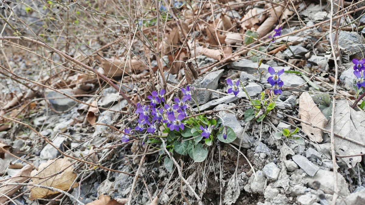 "Tunel qırğını": 33 ildən sonra hadisə yerində qan ağlayan xatirələr - FOTO