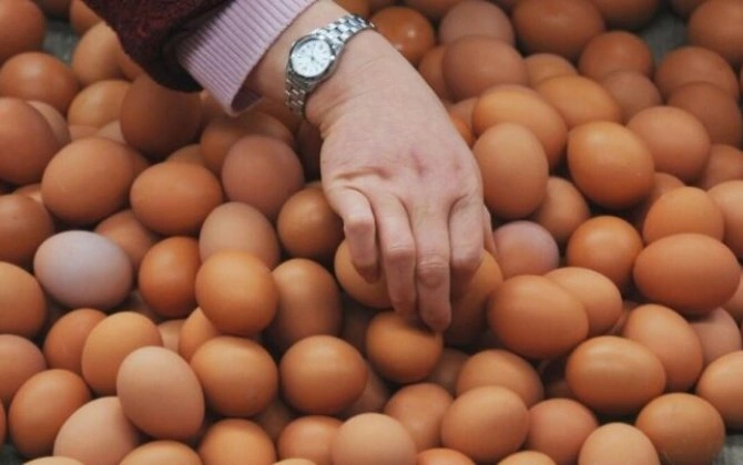 Sumqayıtda yumurta qıtlığı: Qiymət bahalaşacaq, yoxsa? - VACİB AÇIQLAMA