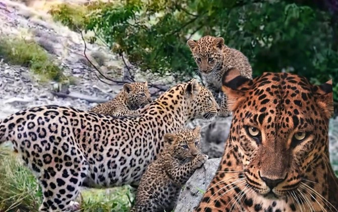 “Banu” adını verdiyimiz ana bəbir 3 balası ilə kameraya düşüb”-Vəhşi təbiətdə artım var+ÖZƏL+FOTO