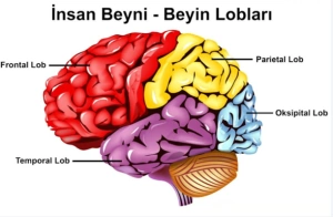 “İnsan dua, Quran və namazla Allaha yönələndə beyində nələr baş verir?..”-NEVROTEOLOGİYA